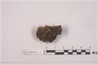 藏品(球粉衣屬)的圖片